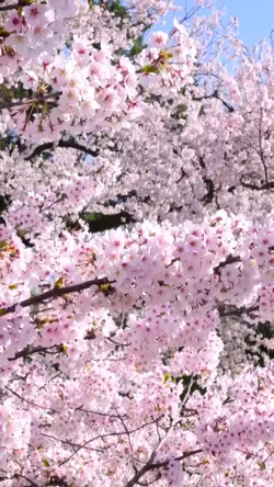 sakura e