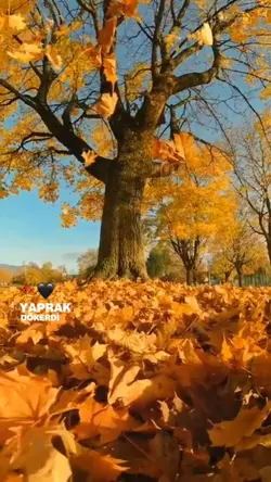 Yaprak dökerdi...
