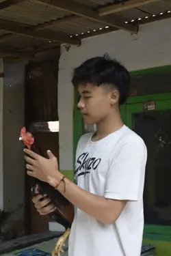 tren ayam