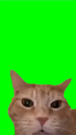 cat laugh
