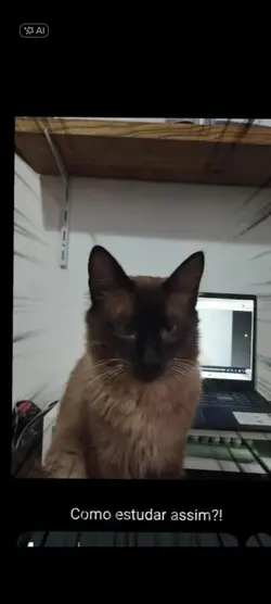 gato nervoso