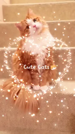 CUTE CATS