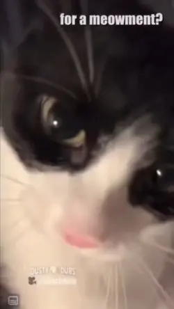 Karen cat again