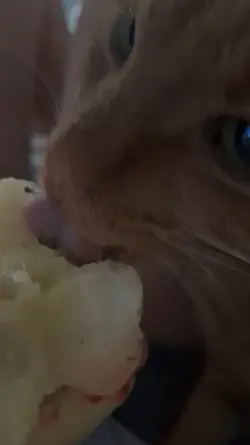 My cat core