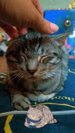 Cat Purring 