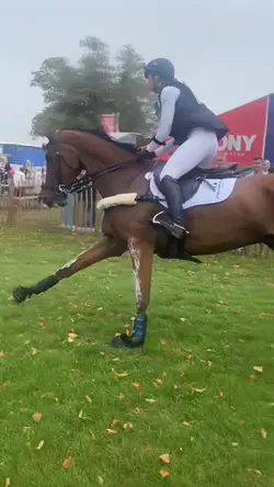 Beautiful horse