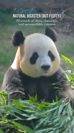 Panda Funny Moment