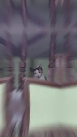 Cat Lover