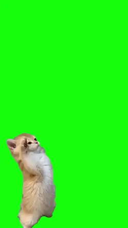 cat viral 
