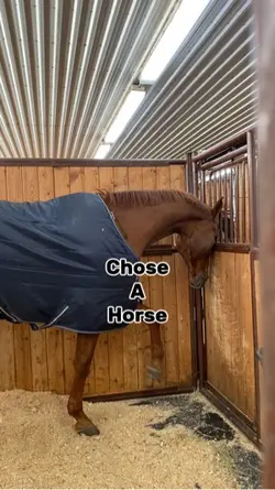 Chose a horse 