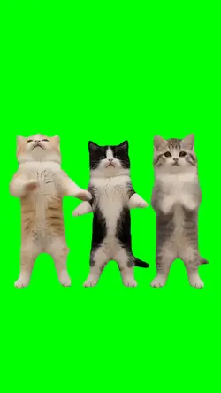3 squad cats dance
