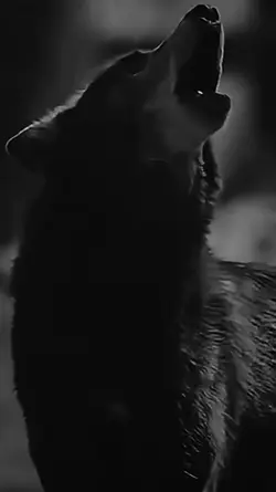 Black and white wolf