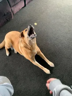 Not my dog