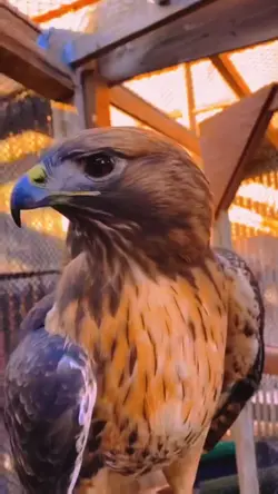 Eagle