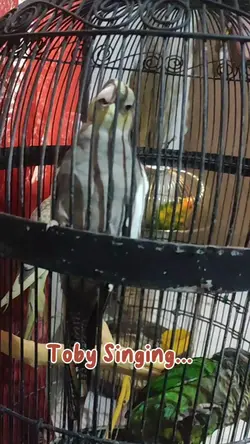 Bird Singing Sound