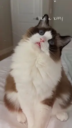 Like a kitty