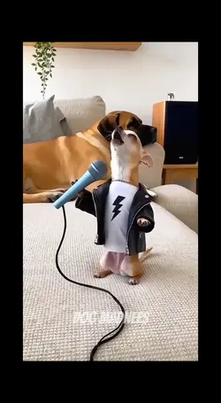 cute dog singing