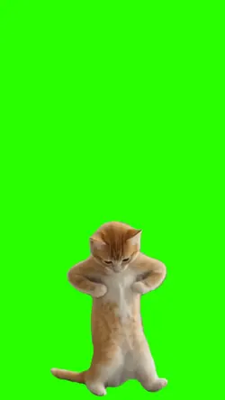 Gatito Bailando