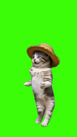 Cat/Gato.