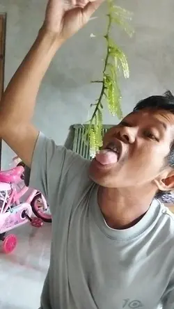 makan daun
