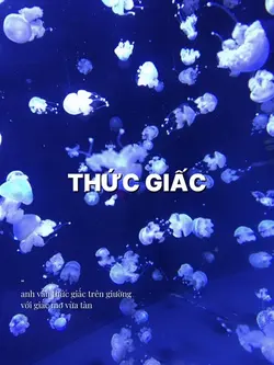 33ảnh