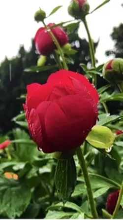 雨も美しい🙋🏻‍♀️