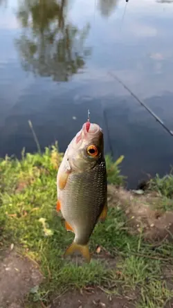 mancing
