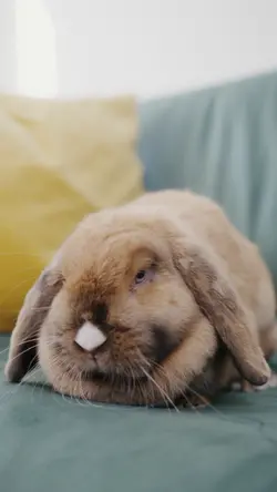 kelinci lucu