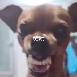 dog laughing nonstop