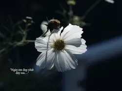 HÔN LỄ CỦA EM