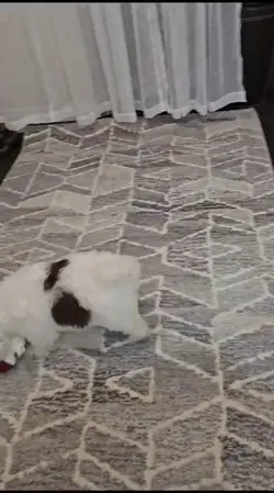 11 week baby 