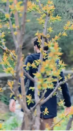 Clip 