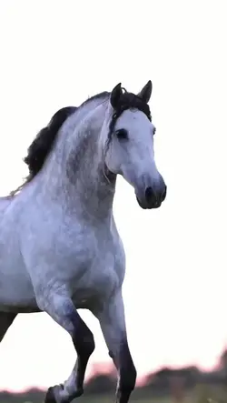 caballos 
