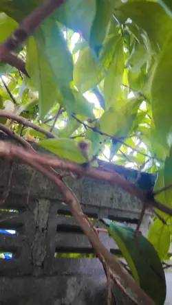 Buah Jamaika