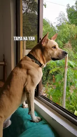 Away ng Kapitbahay