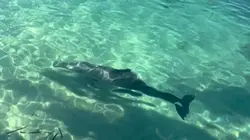 Monkey Mia Dolphins 