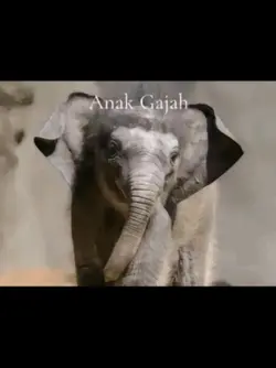 trend sekelas