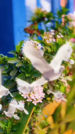 HD Cinematic Merpati