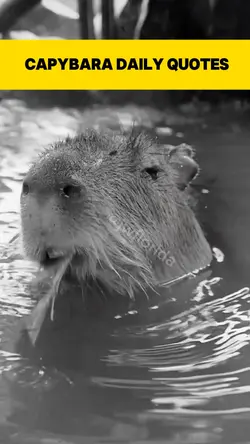 capybara facts 2