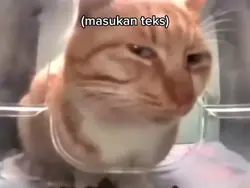 meme kucing 