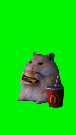 hamster eating