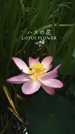 Lotus