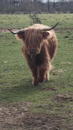 Cow Boy