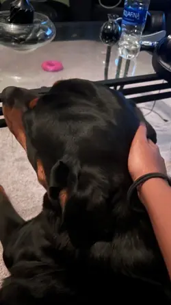 My dog