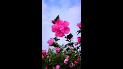 Color grading 💗
