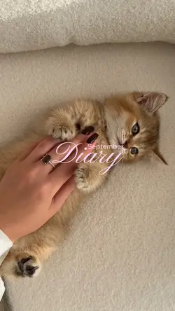 Daily vlog 