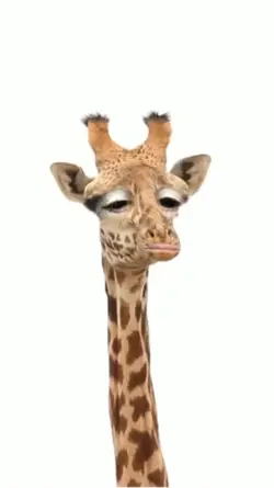 Guten Morgäääääään