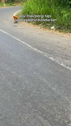 naik anjing ajh