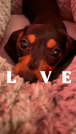 Puppy Love 🐶
