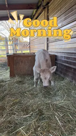 Good Morning